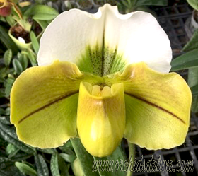 Paph. Cocoa Green × Paph. spicerianum